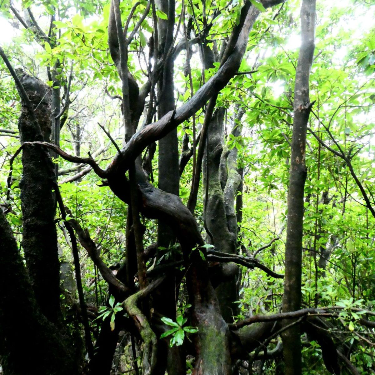 Laurisilva, Levada dos&nbsp;Cedros