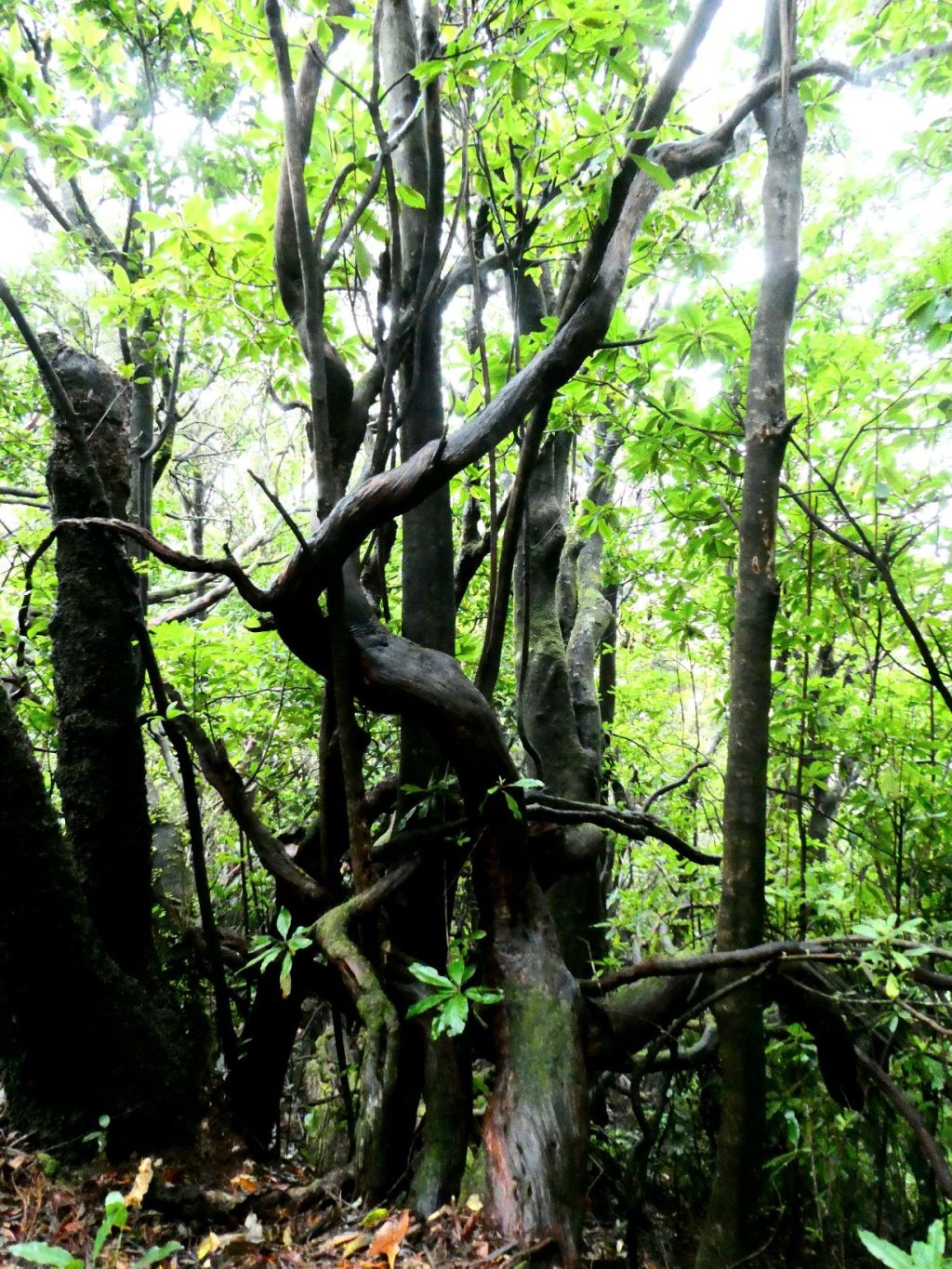 Laurisilva, Levada dos Cedros