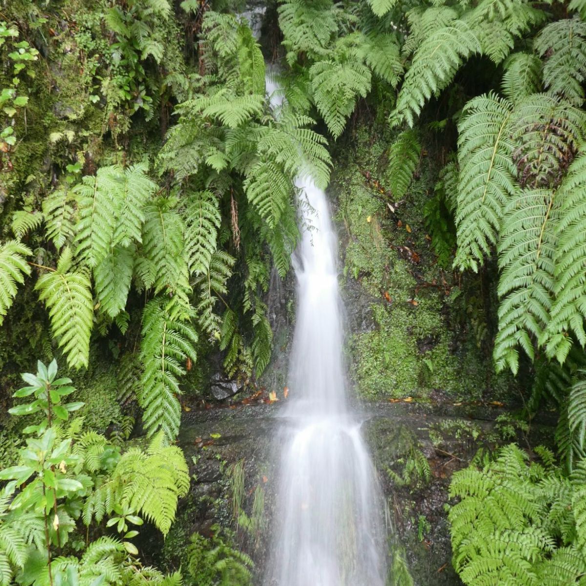 Watervallen langs de Levada dos&nbsp;Cedros