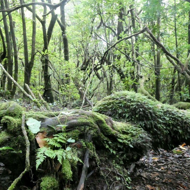 PR22, Vereda do Chão dos&nbsp;Louros