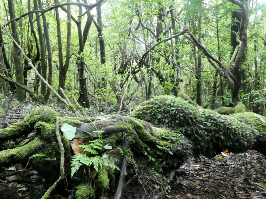 PR22, Vereda do Chão dos&nbsp;Louros