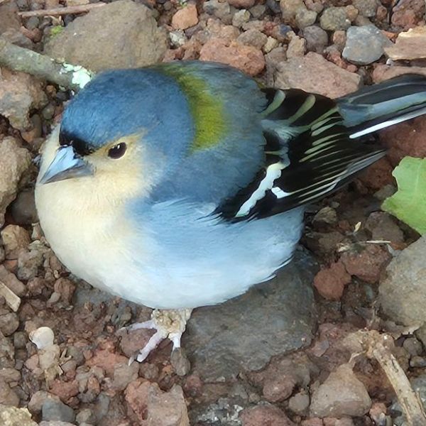 Dieren op Madeira