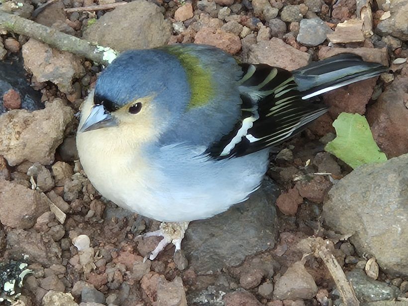 Dieren op Madeira