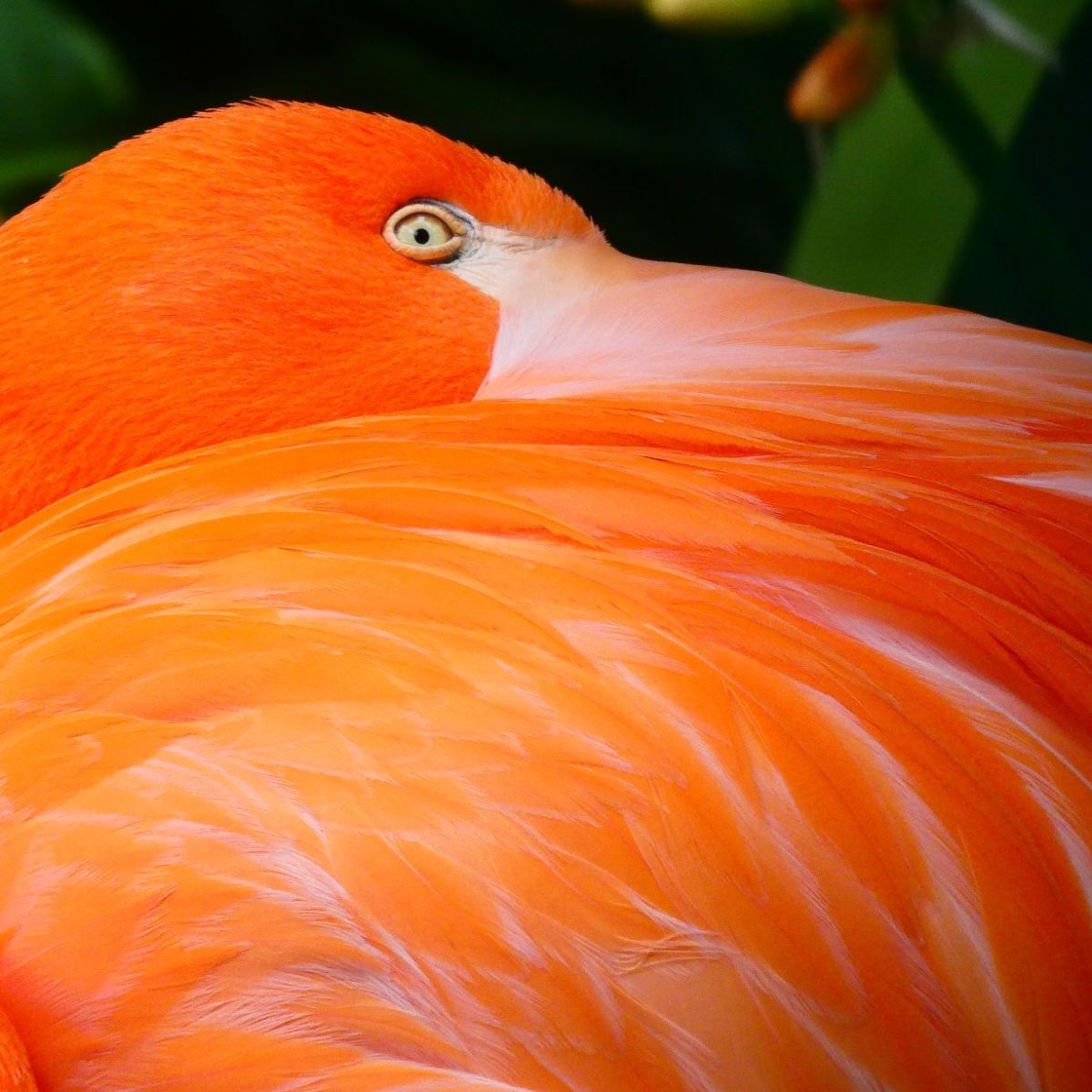 Tropische vogels in de Monte&nbsp;paleistuinen