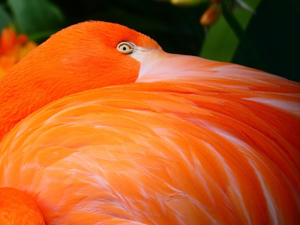 Tropische vogels in de Monte&nbsp;paleistuinen