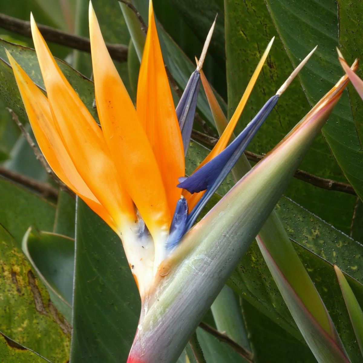 Bloemen in de Monte&nbsp;paleistuinen