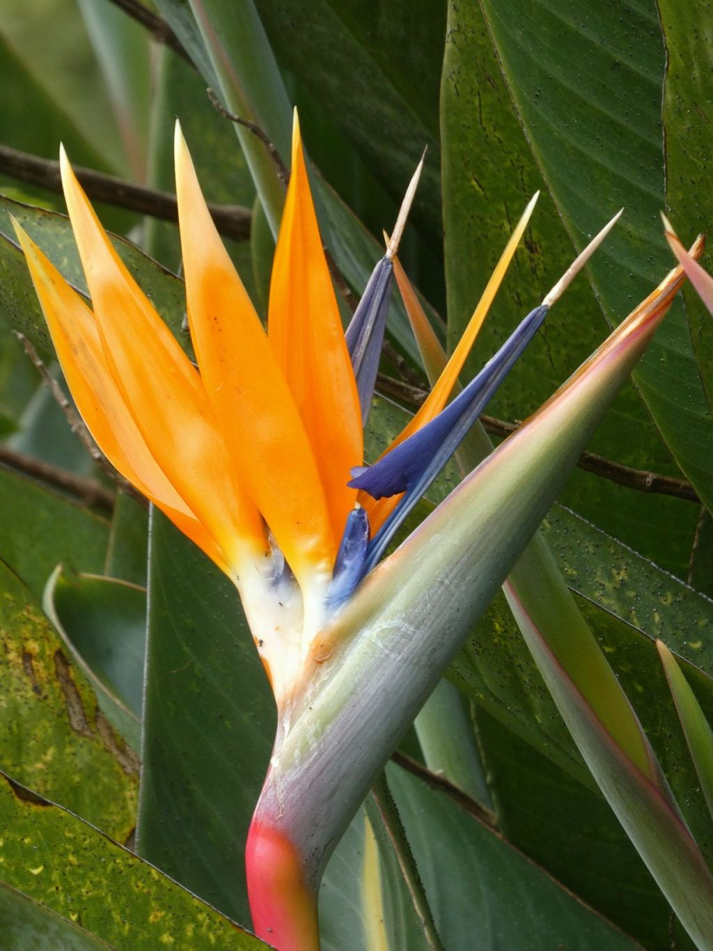 Bloemen in de Monte paleistuinen