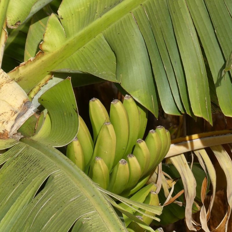 Bananenplantages
