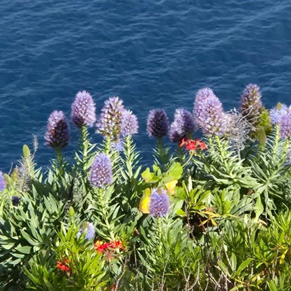 Planten op Madeira