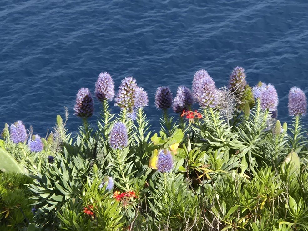 Planten op Madeira