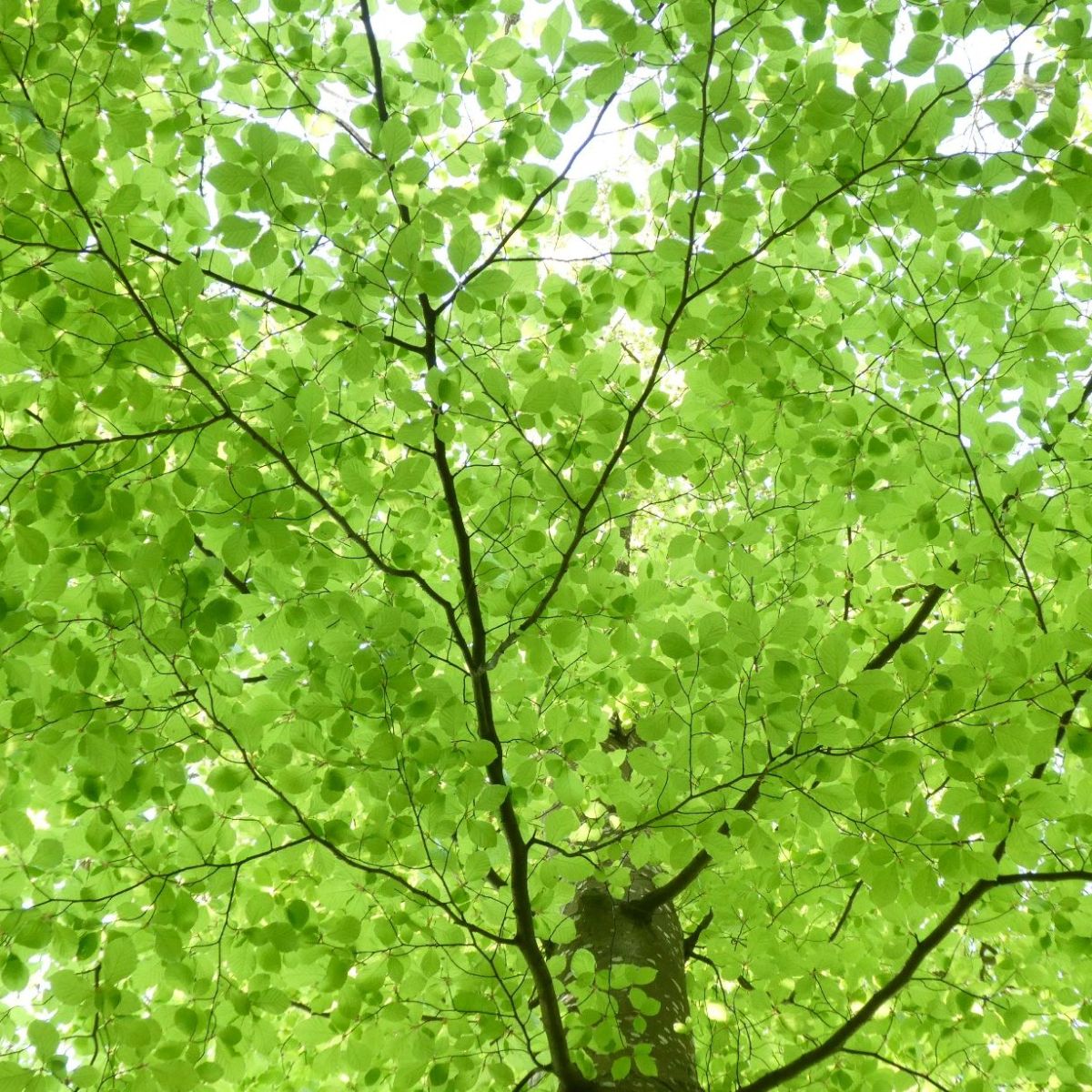 Licht door de&nbsp;bomen