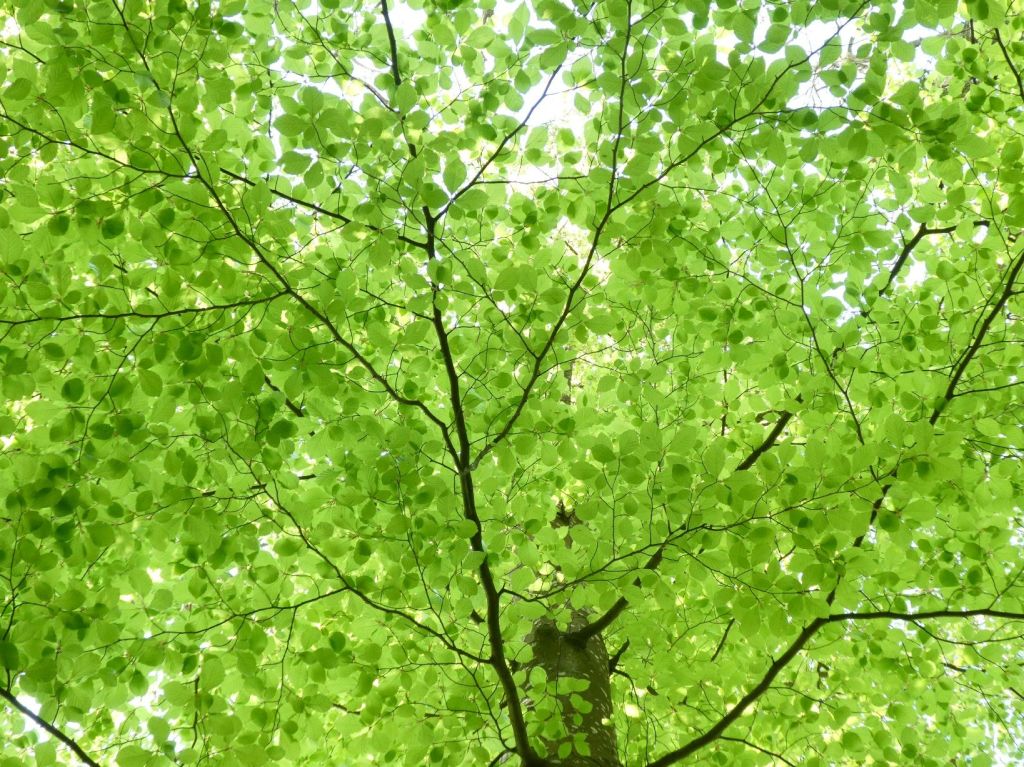 Licht door de&nbsp;bomen