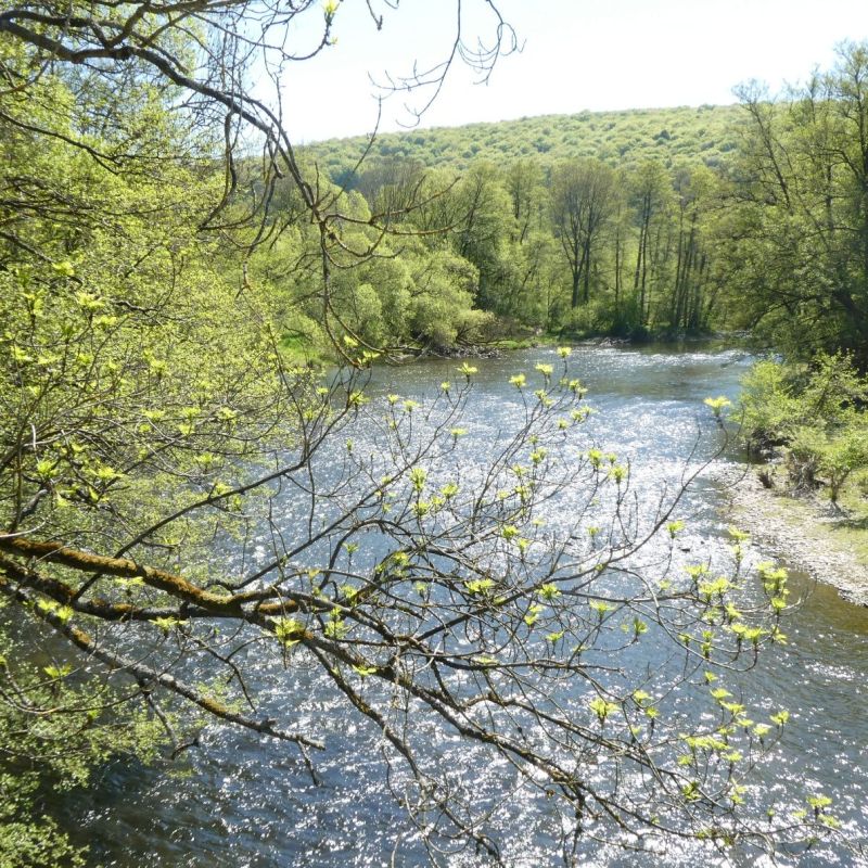 Wandelen langs de Ourthe bij&nbsp;Hotton