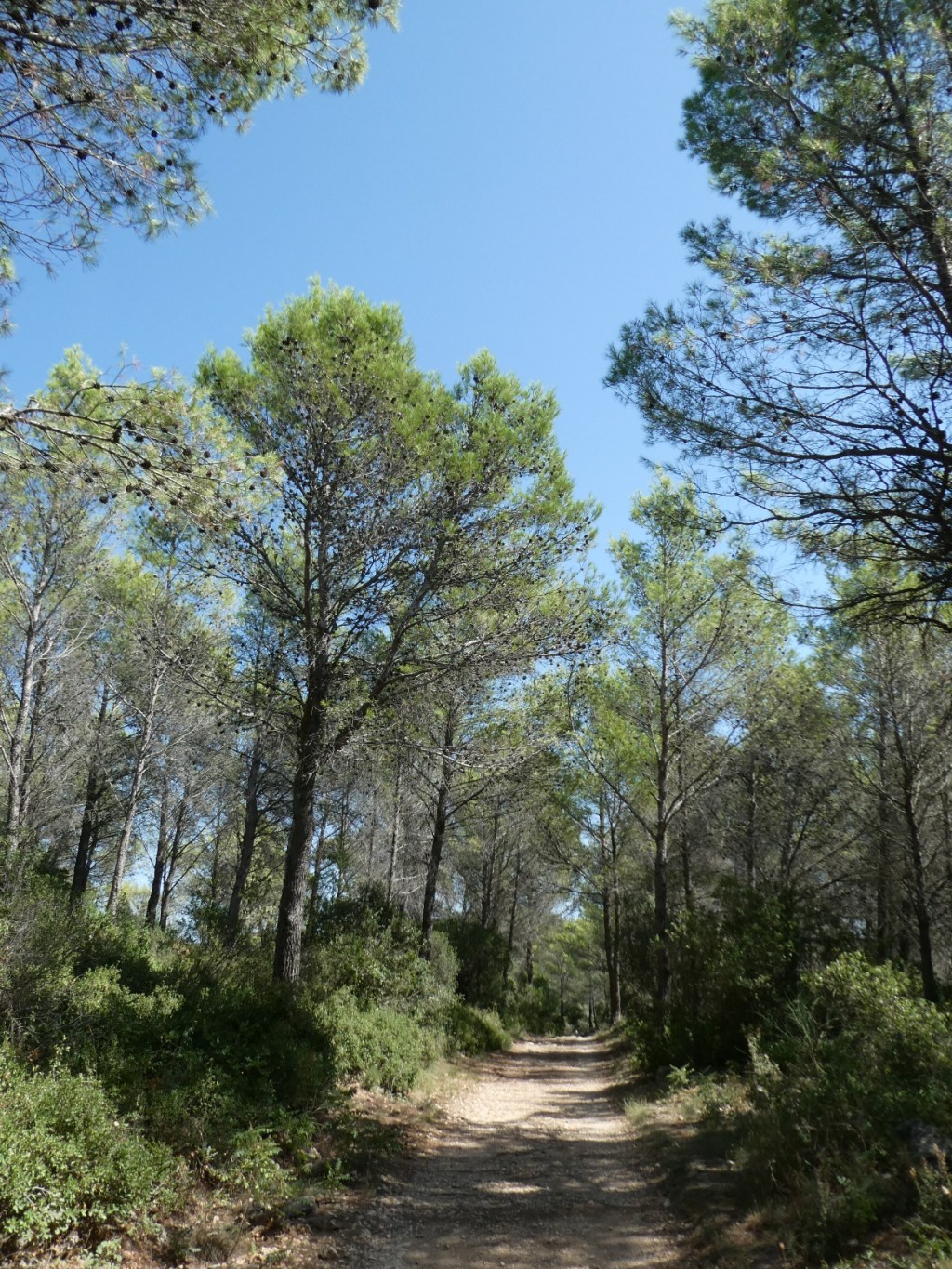 Mont Faron